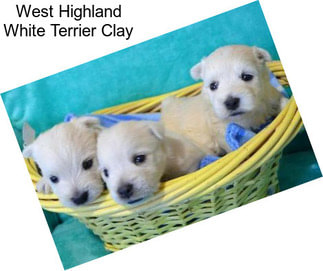 West Highland White Terrier Clay