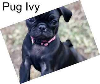 Pug Ivy