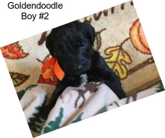 Goldendoodle Boy #2