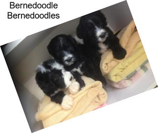 Bernedoodle Bernedoodles