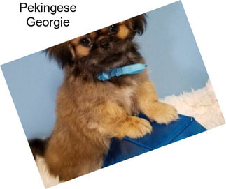 Pekingese Georgie