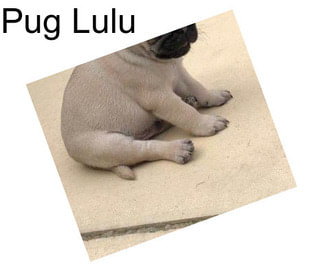 Pug Lulu