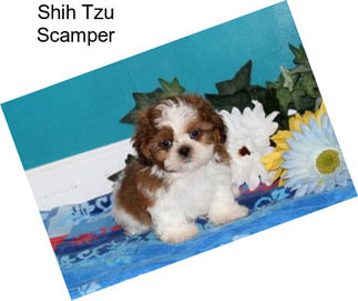 Shih Tzu Scamper