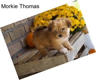 Morkie Thomas