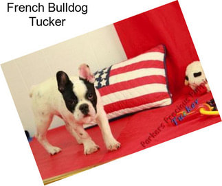 French Bulldog Tucker