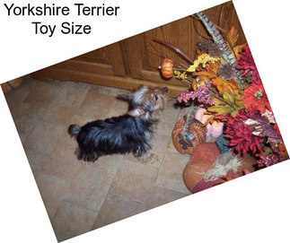 Yorkshire Terrier Toy Size
