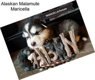 Alaskan Malamute Maricella