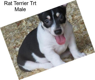 Rat Terrier Trt Male