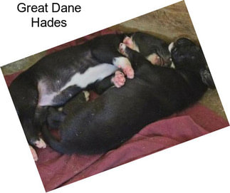 Great Dane Hades