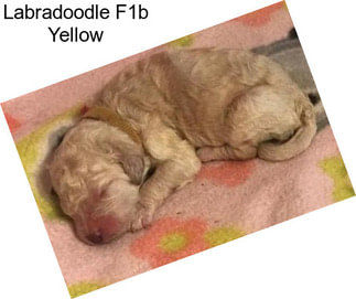 Labradoodle F1b Yellow