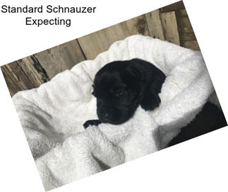 Standard Schnauzer Expecting