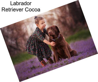 Labrador Retriever Cocoa