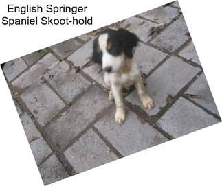 English Springer Spaniel Skoot-hold