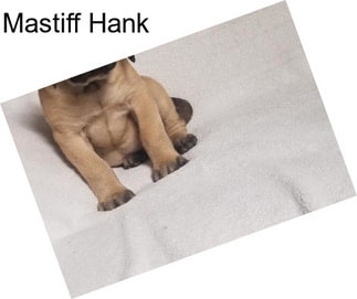 Mastiff Hank