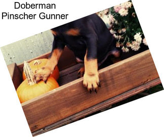 Doberman Pinscher Gunner