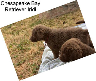 Chesapeake Bay Retriever Iridi