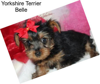 Yorkshire Terrier Belle