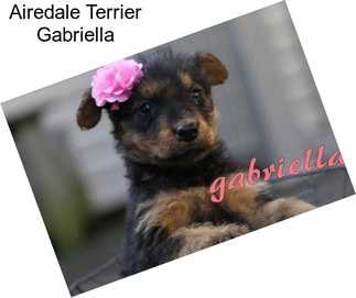 Airedale Terrier Gabriella