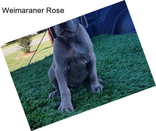 Weimaraner Rose
