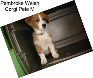 Pembroke Welsh Corgi Pete M