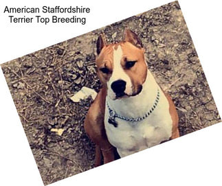 American Staffordshire Terrier Top Breeding