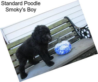 Standard Poodle Smoky\'s Boy