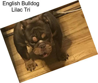 English Bulldog Lilac Tri