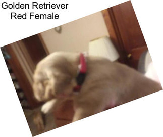 Golden Retriever Red Female