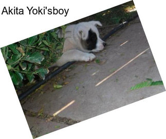 Akita Yoki\'sboy