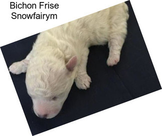 Bichon Frise Snowfairym