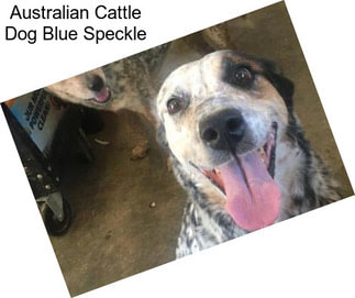 Australian Cattle Dog Blue Speckle