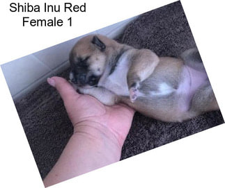 Shiba Inu Red Female 1