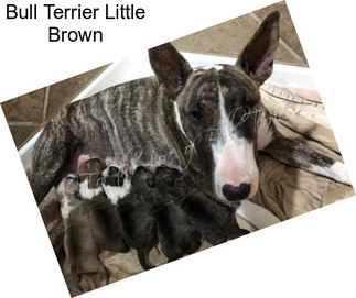 Bull Terrier Little Brown