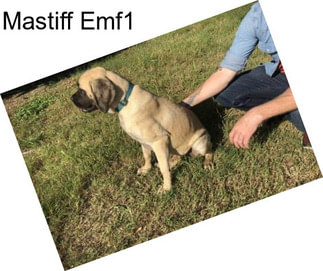 Mastiff Emf1