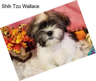 Shih Tzu Wallace