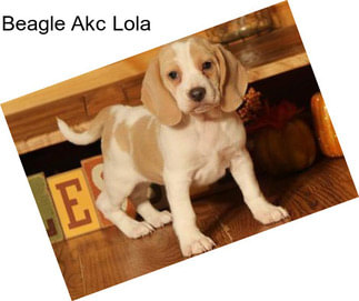 Beagle Akc Lola