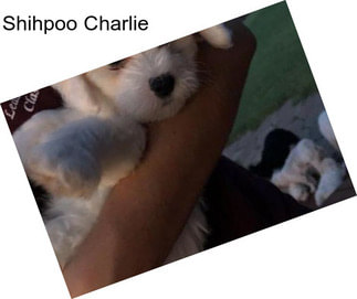 Shihpoo Charlie