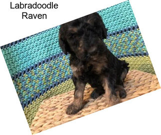 Labradoodle Raven