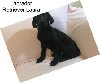 Labrador Retriever Laura