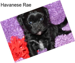 Havanese Rae