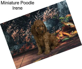 Miniature Poodle Irene