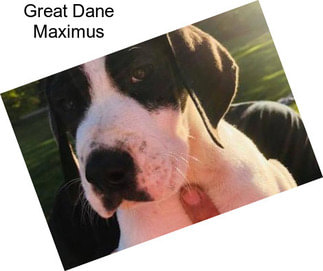 Great Dane Maximus