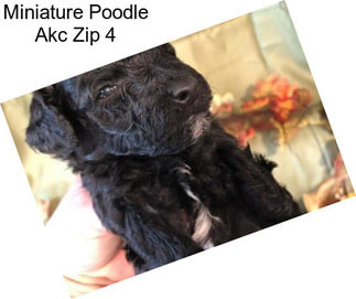 Miniature Poodle Akc Zip 4