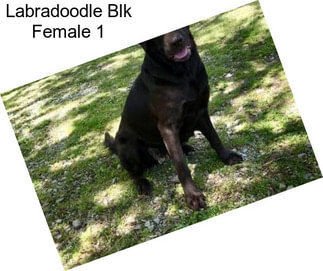 Labradoodle Blk Female 1