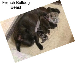 French Bulldog Beast