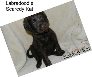 Labradoodle Scaredy Kat