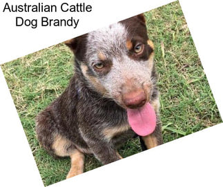 Australian Cattle Dog Brandy