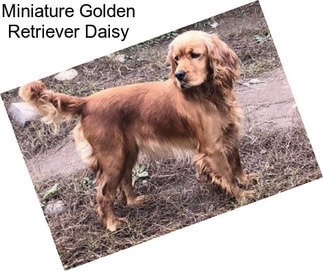 Miniature Golden Retriever Daisy