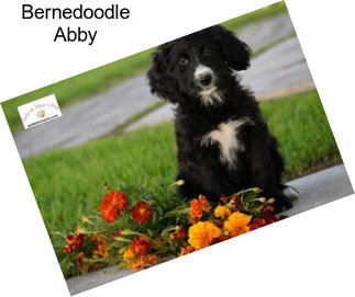 Bernedoodle Abby