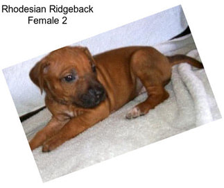 Rhodesian Ridgeback Female 2